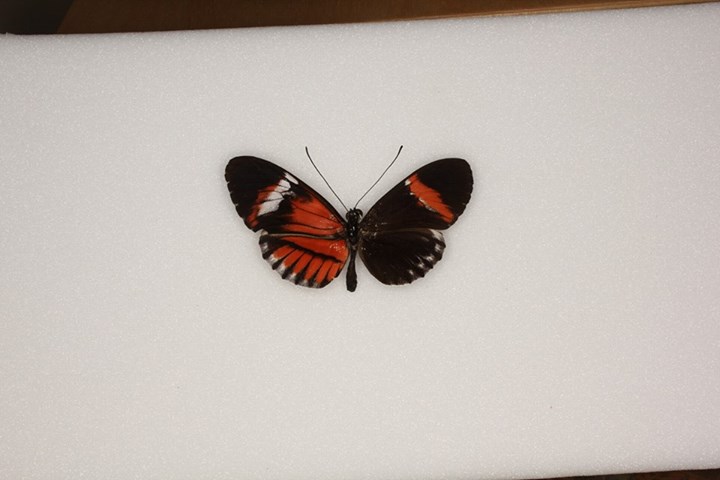 Heliconius erato Gynandromorph (Clive Pratt collection) (Internet Image property of respective owner, non-commercial use only)